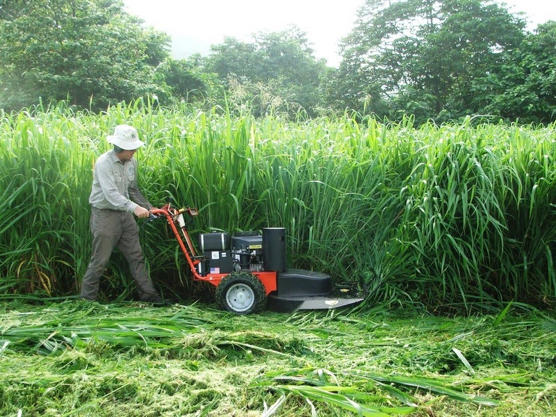 5 loại máy cắt cỏ phổ biến hiện nay