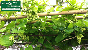 Mẹo DIY giàn hoa thiên lý thật đẹp và mát từ sắt, thép