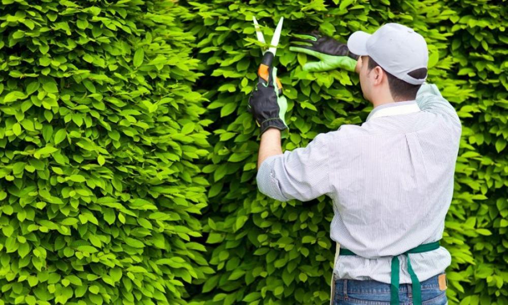 Cưa cắt cây cảnh tại nhà cần chú ý những gì?